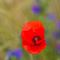 Coquelicot (Papaver rhoeas - Aveyron - DF58)