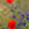 Coquelicot (Papaver rhoeas - Aveyron - DF59)