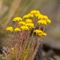 Orpin des Montagnes ( Sedum montanum - Aveyron - DF60)