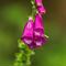 Digitale Pourpre ( Digitalis purpurea - Aveyron - DF62)