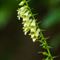 Digitale Jaune ( Digitalis lutea - Aveyron - DF63)