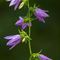 Campanule Gantelée (Campanula trachelium - Aveyron - DF68)