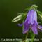 Campanule Gantelée (Campanula trachelium - Aveyron - DF69)