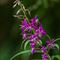 Epilobe à feuilles étroites (Epilobium angustifolium - Aveyron - DF 70)