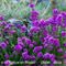 Bruyère Cendrée (Erica cinerea - Aveyron - DF72)