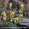 Linaire Couchée (Linaria supina - Aveyron - DF74)
