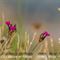 Oeillet des Chartreux ( Dianthus carthusianorum - Aveyron - DF79)
