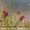Oeillet des Chartreux ( Dianthus carthusianorum - Aveyron - DF79)
