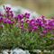 Bruyère Cendrée (Erica cinerea - Aveyron - DF75)