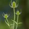 Cardère Commune (Dipsacus fullonum - Aveyron - DF76)