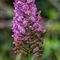 Orchis ( Aveyron - DF81)