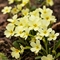 Primevère à grandes fleurs ( Primula vulgaris subsp. vulgaris - DF200)