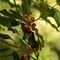 Houx (Ilex Aquifolium -DF 90)