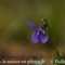 Violette blanche (viola alba - DF124)