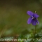 Violette blanche (viola alba - DF125)