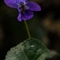 Violette blanche (viola alba - DF126)