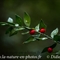 Fragon ( Ruscus aculeatus - DF131)