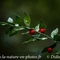 Fragon ( Ruscus aculeatus - DF131)