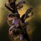 Orchis à longues bractées ( Himantoglossum robertianum - DF135)
