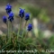 Muscari Négligé ( Muscari neglectum - DF136)