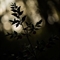 Fragon ( Ruscus aculeatus - DF132)