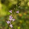 Campanule Raiponce (campanula rapunculus - DF166)