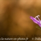 Campanule Raiponce (campanula rapunculus - DF167)