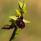 Ophrys Araignée (de Mars) - Ophrys aranifera subsp. aranifera - DF 173)