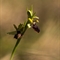 Ophrys Araignée (de Mars) - Ophrys aranifera subsp. aranifera - DF 174)