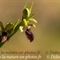 Ophrys Araignée (de Mars) - Ophrys aranifera subsp. aranifera - DF 176)