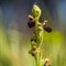 Ophrys Araignée (de Mars) - Ophrys aranifera subsp. aranifera - DF 178)