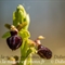 Ophrys Araignée (de Mars) - Ophrys aranifera subsp. aranifera - DF 179)