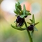 Ophrys Araignée (de Mars) - Ophrys aranifera subsp. aranifera - DF 181)