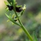Ophrys Araignée (de Mars) - Ophrys aranifera subsp. aranifera - DF 182)