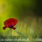 Coquelicot (Papaver rhoeas -  DF183)