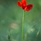 Coquelicot (Papaver rhoeas -  DF184)