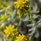 Germandrée des Rochers ( Teucrium aureum - DF 186)