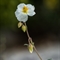 Hélianthème des Apennins ( Helianthemum apenninum - DF189)