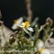 Hélianthème des Apennins ( Helianthemum apenninum - DF 190)