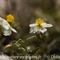 Hélianthème des Apennins ( Helianthemum apenninum - DF191)