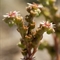 Joubarbe du Calcaire ( Sempervivum calcareum - DF195 )