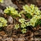 Primevère à grandes fleurs ( Primula vulgaris subsp. vulgaris - DF201)