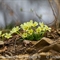 Primevère à grandes fleurs ( Primula vulgaris subsp. vulgaris - DF202)