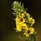 Molène Noire ( Verbascum nigrum - DF204 )