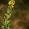 Molène Noire ( Verbascum nigrum - DF205 )