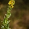 Molène Noire ( Verbascum nigrum - DF205 )