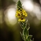 Molène Noire ( Verbascum nigrum - DF206 )