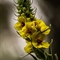 Molène Noire ( Verbascum nigrum - DF207 )