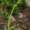 Ophrys  de Mars(Ophrys marzuola - DF231)