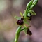 Ophrys  de Mars(Ophrys marzuola - DF232)